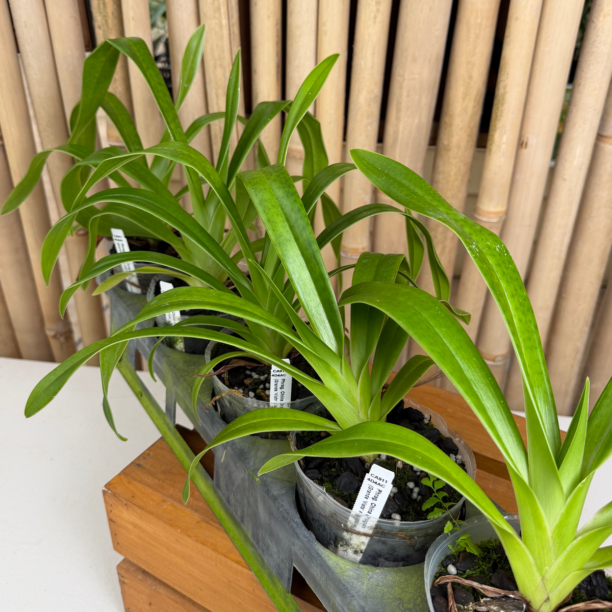 Phrag. China Dragon (4" Pot) - Not Blooming