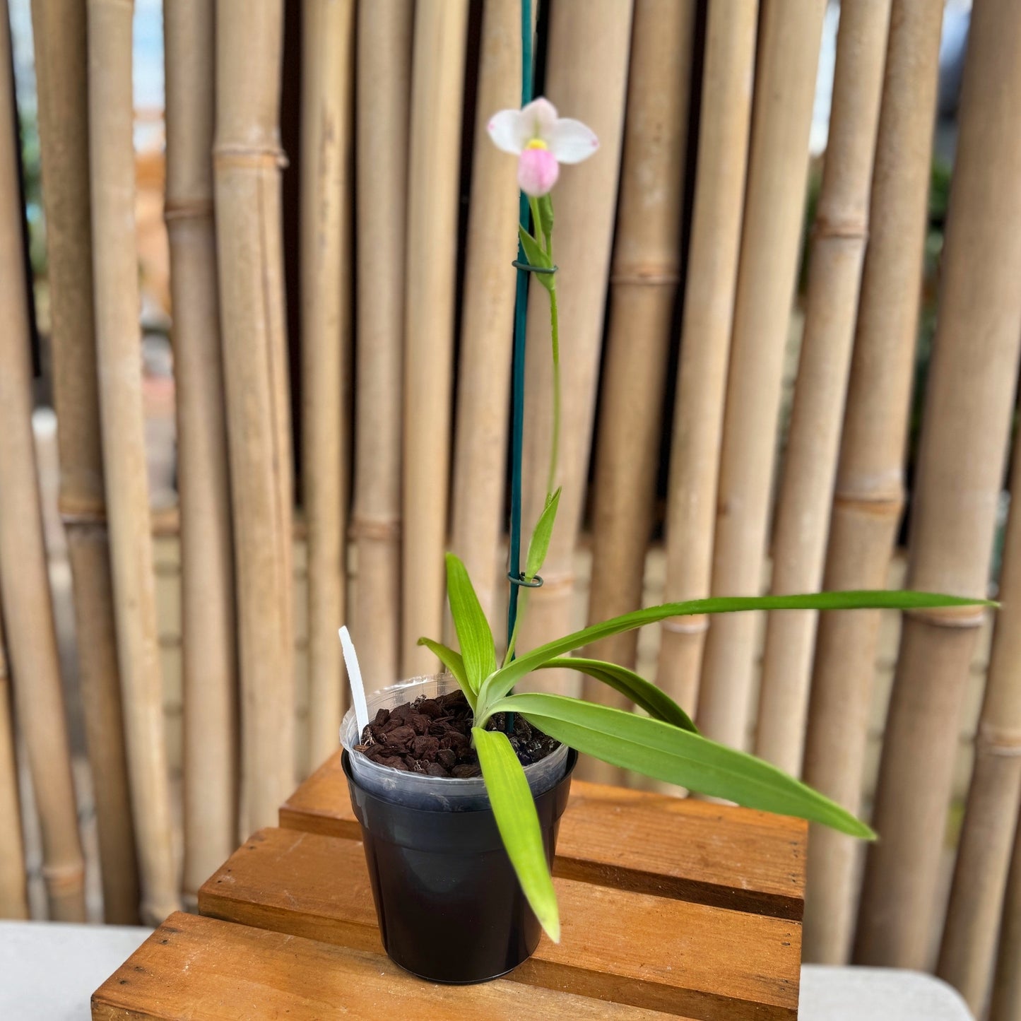 Phrag. Manzur La Aldea Caricias (4" Pot) -Buds