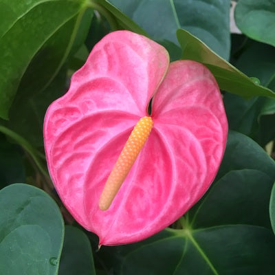 anthurium ovandense Anth. Pink Obake