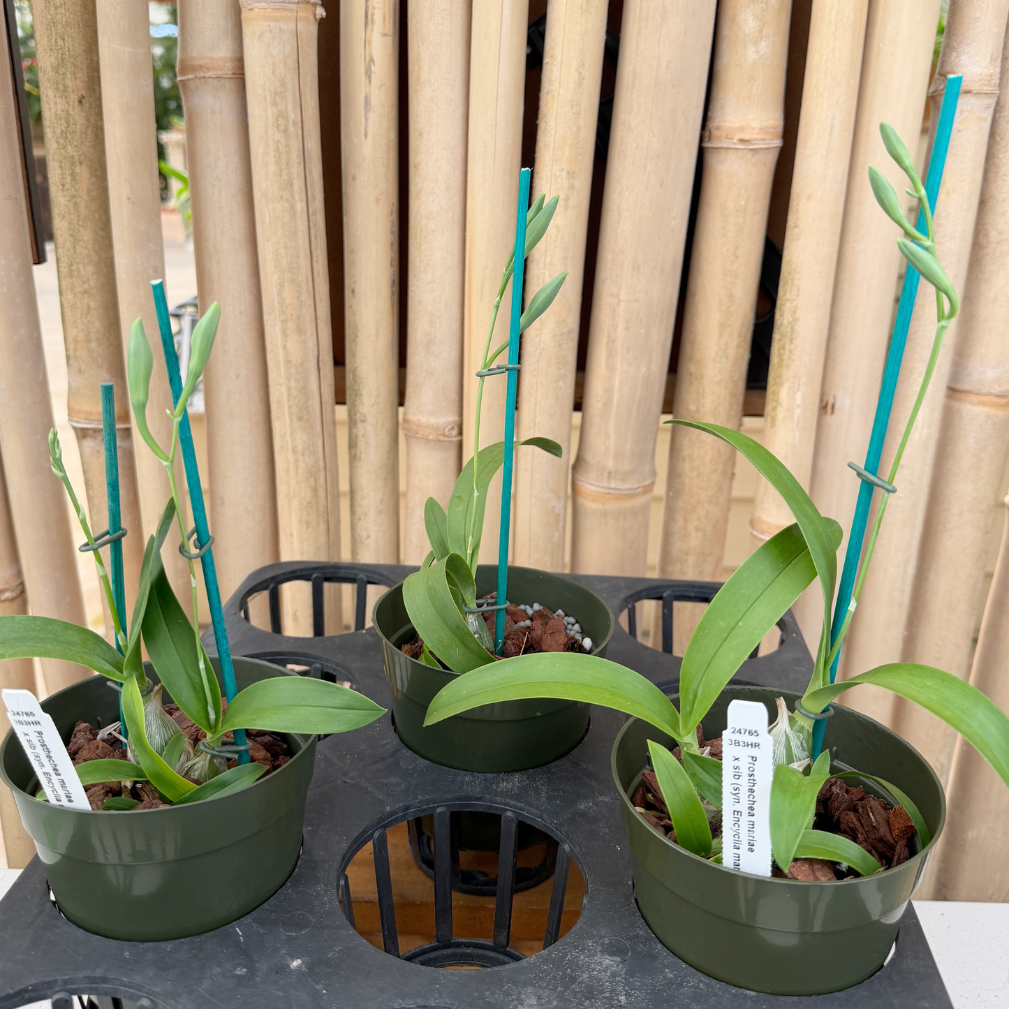 Prosthechea mariae x sib (4" Pot) - First Bloom