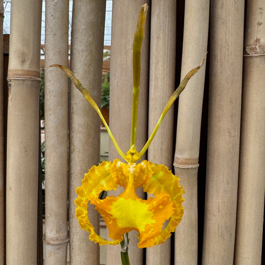 Psychopsis papilio 'Yellow' (Starter-2.75" Pot)