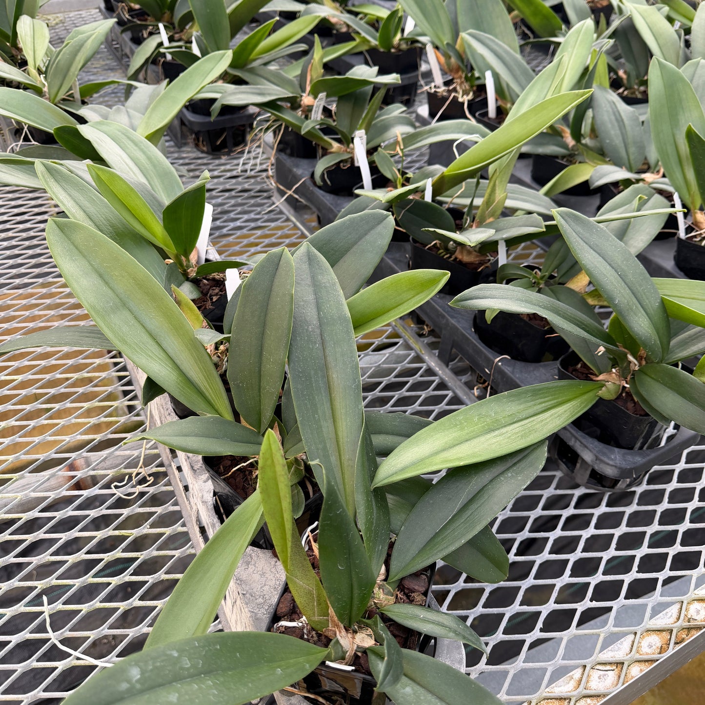 Pyps. Mariposa (4" Pot) - Not Blooming