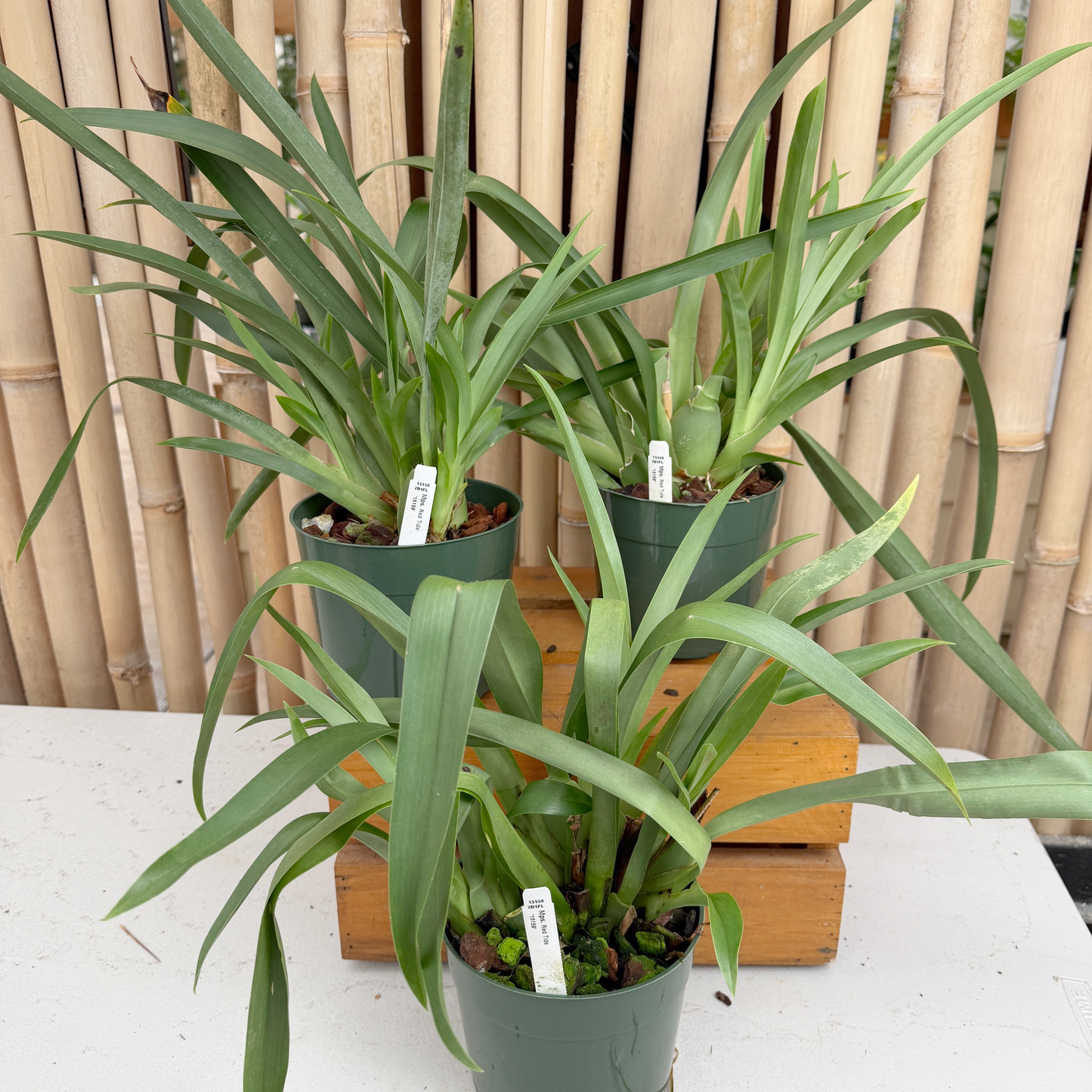 Miltoniopsis Red Tide '15159' (5.5" Pot) - Not Blooming