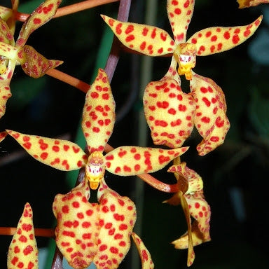 Ren. monachica x self (3" Pot) -Not Blooming