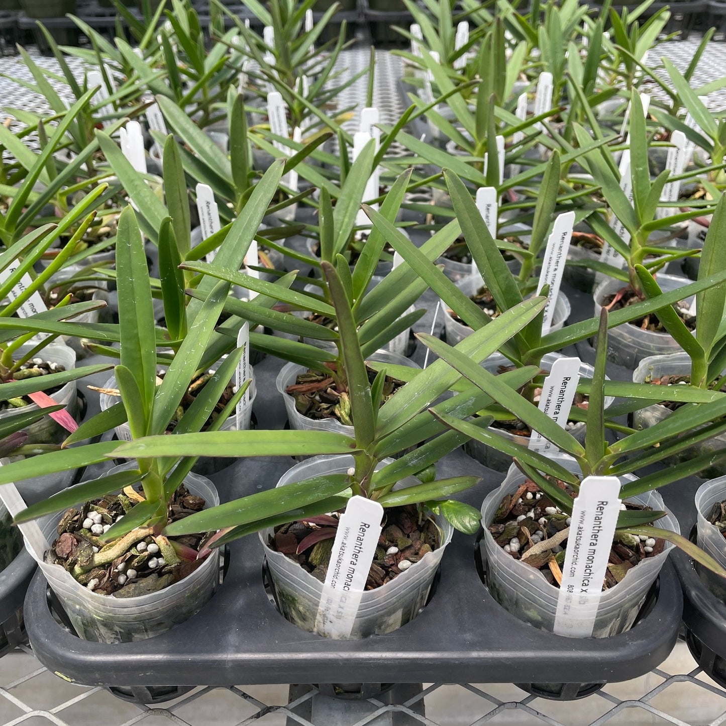 Ren. monachica x self (3" Pot) -Not Blooming