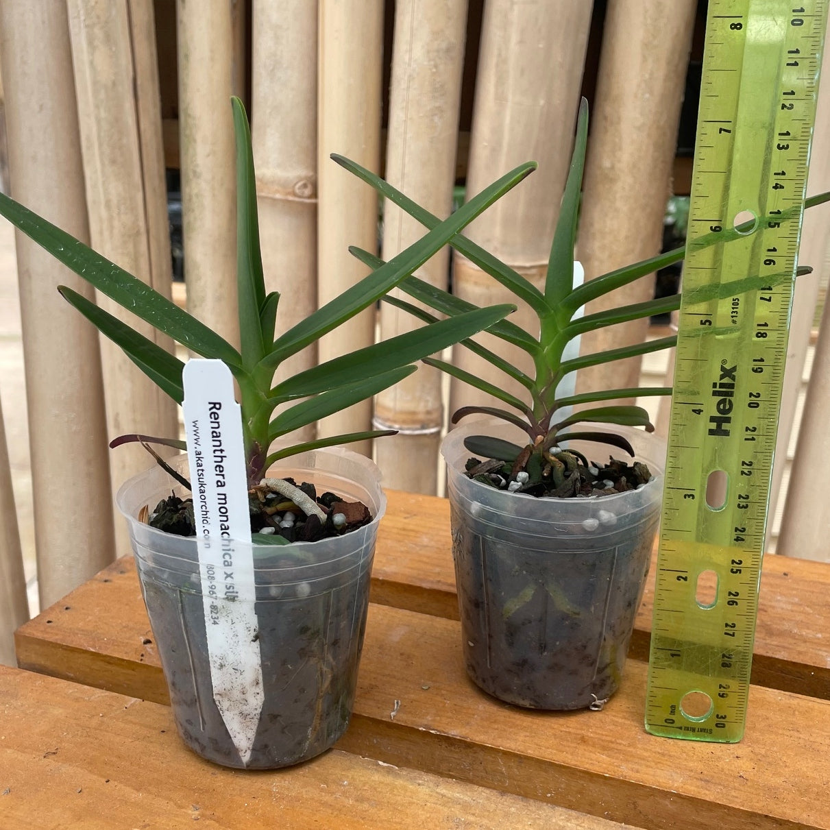 Ren. monachica x self (3" Pot) -Not Blooming