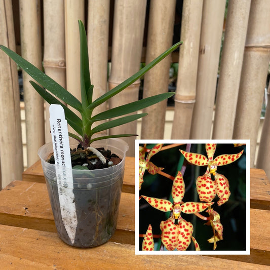 Ren. monachica x self  (3" Pot) -Not Blooming