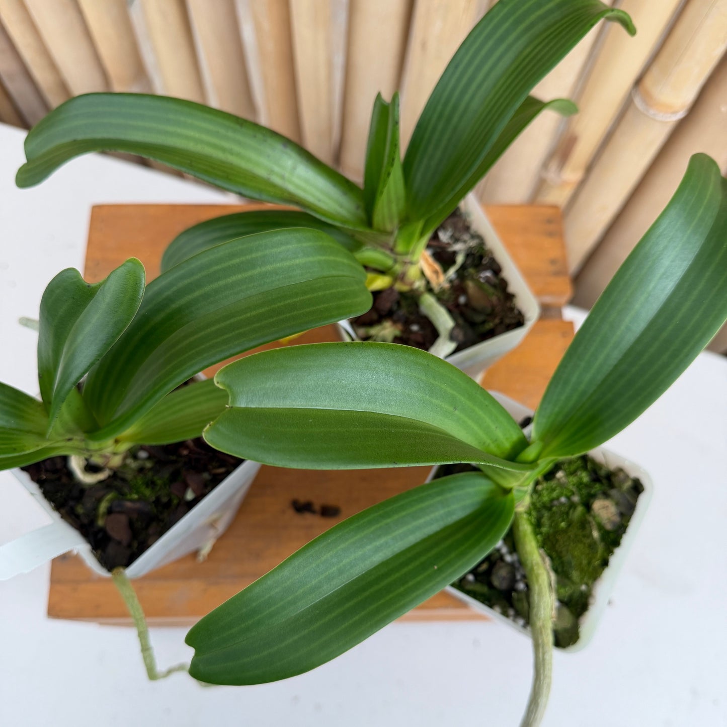 Rhyncostylis gigantea x sib ('Cartoon' x 'Red Spots') - Not Blooming
