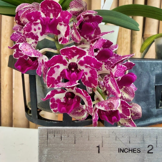 Rhyncostylis gigantea x sib ('Cartoon' x 'Red Spots') - Not Blooming