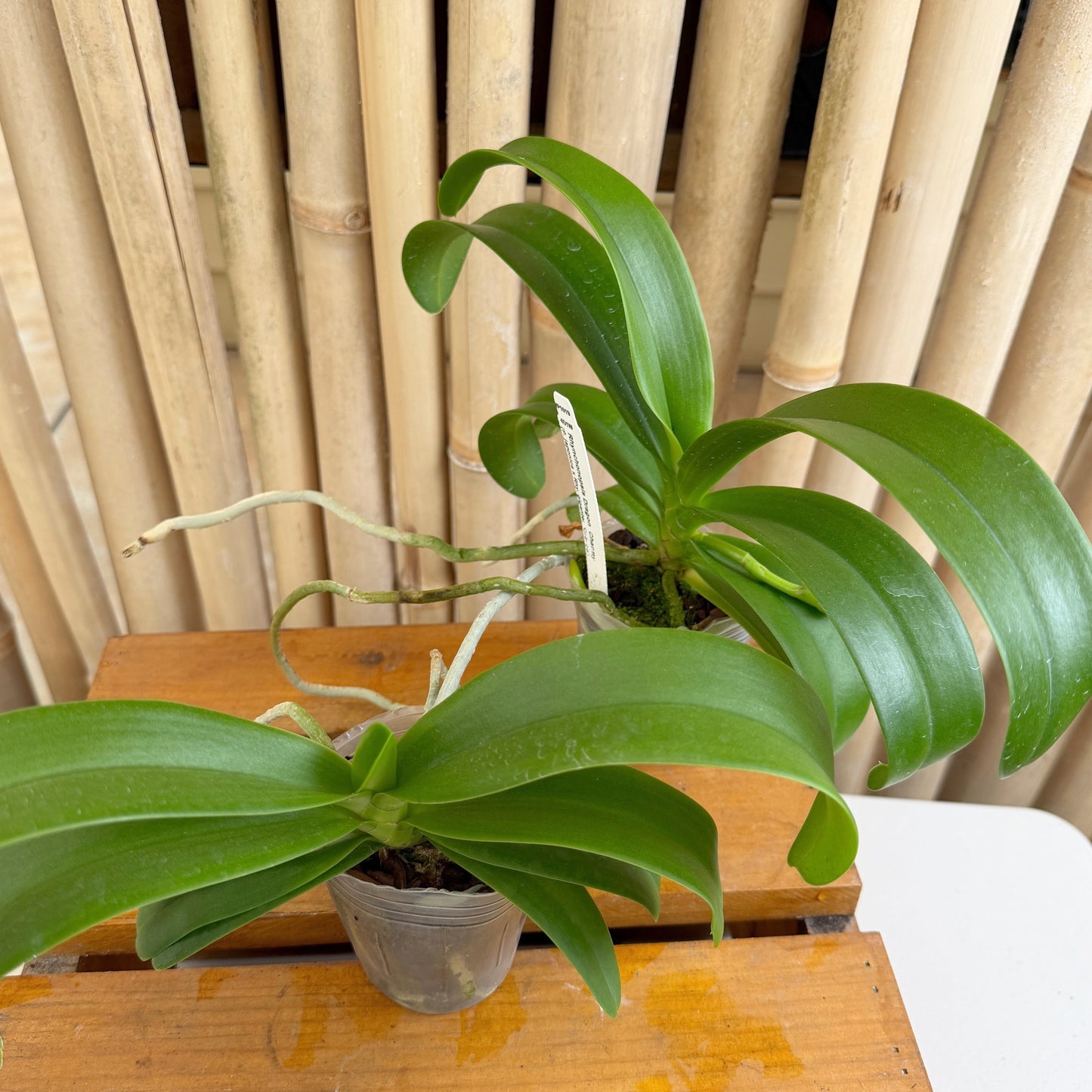 Rhynchonopsis Dragon Charmy - Spike Forming