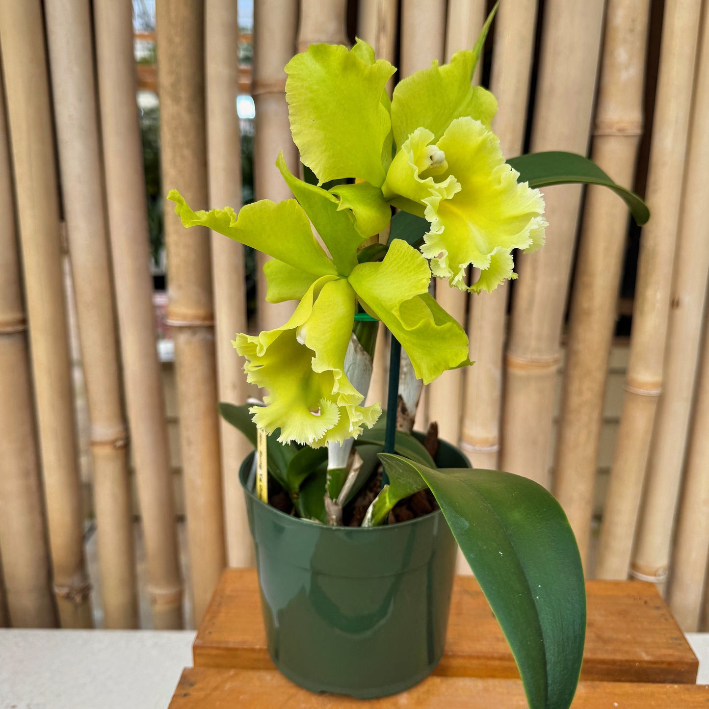 Rlc. Sung Ya Green 'Mailman' (5.5" Pot) - Buds