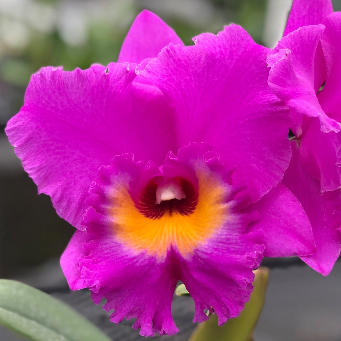 Rlc. Akatsuka 50th Anniversary 'Volcano Queen' (Not Blooming)