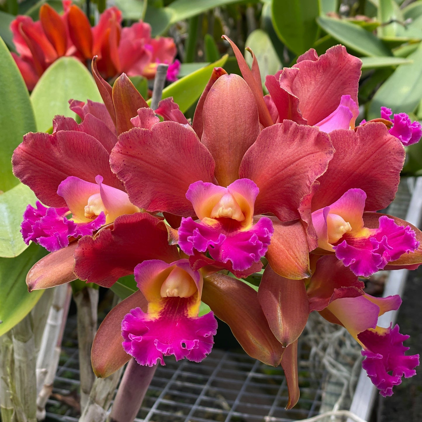 Rlc. Akiko Sato 'Volcano Queen' (Variegated) - 5" Pot - Not Blooming