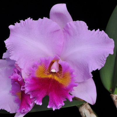 Rlc. Memoria Herbert Kamiyama 'Volcano Queen' FLASK (Cattleya Clone)