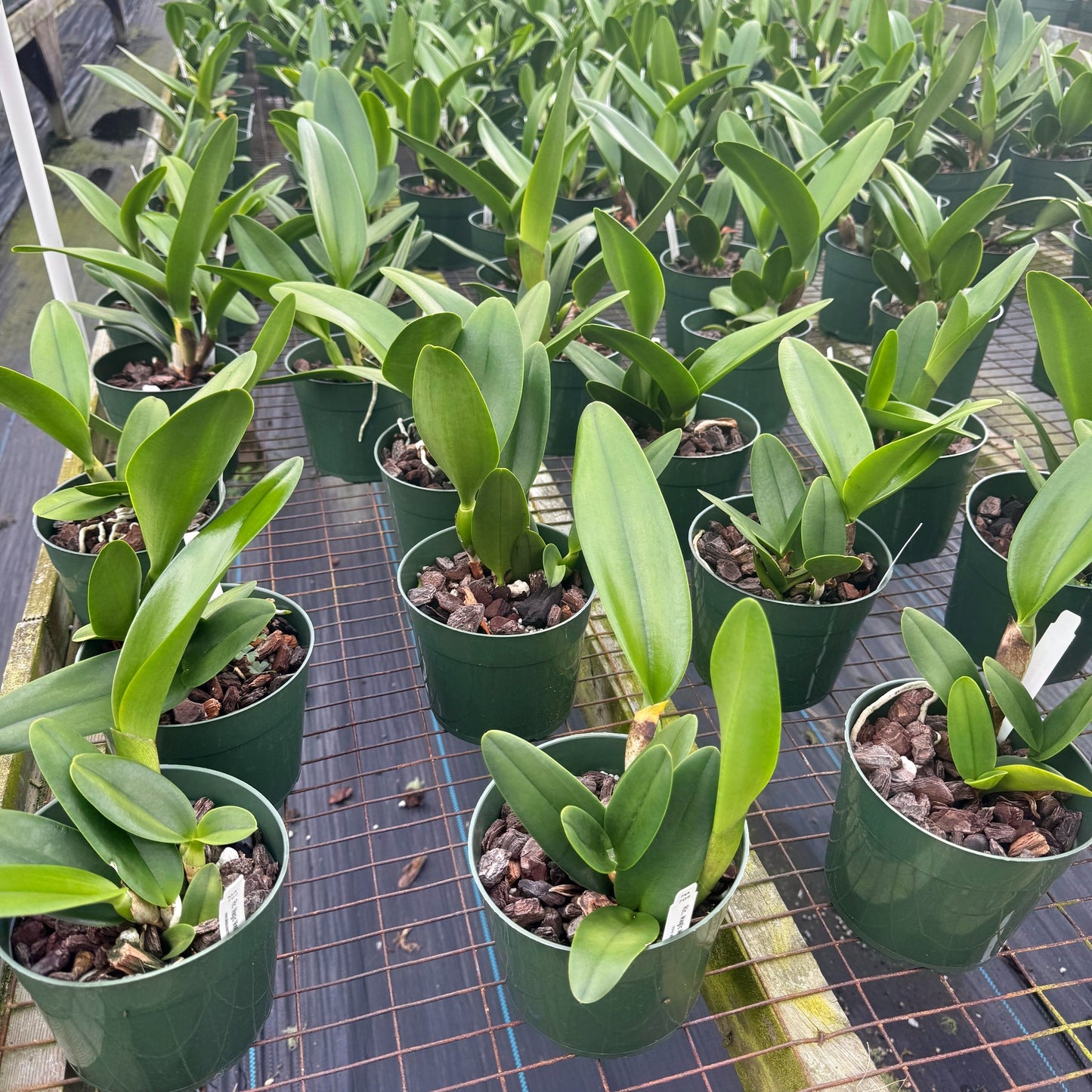 Rlc. Magic Meadow 'Napoleon' (5.5" Pot) -Not Blooming