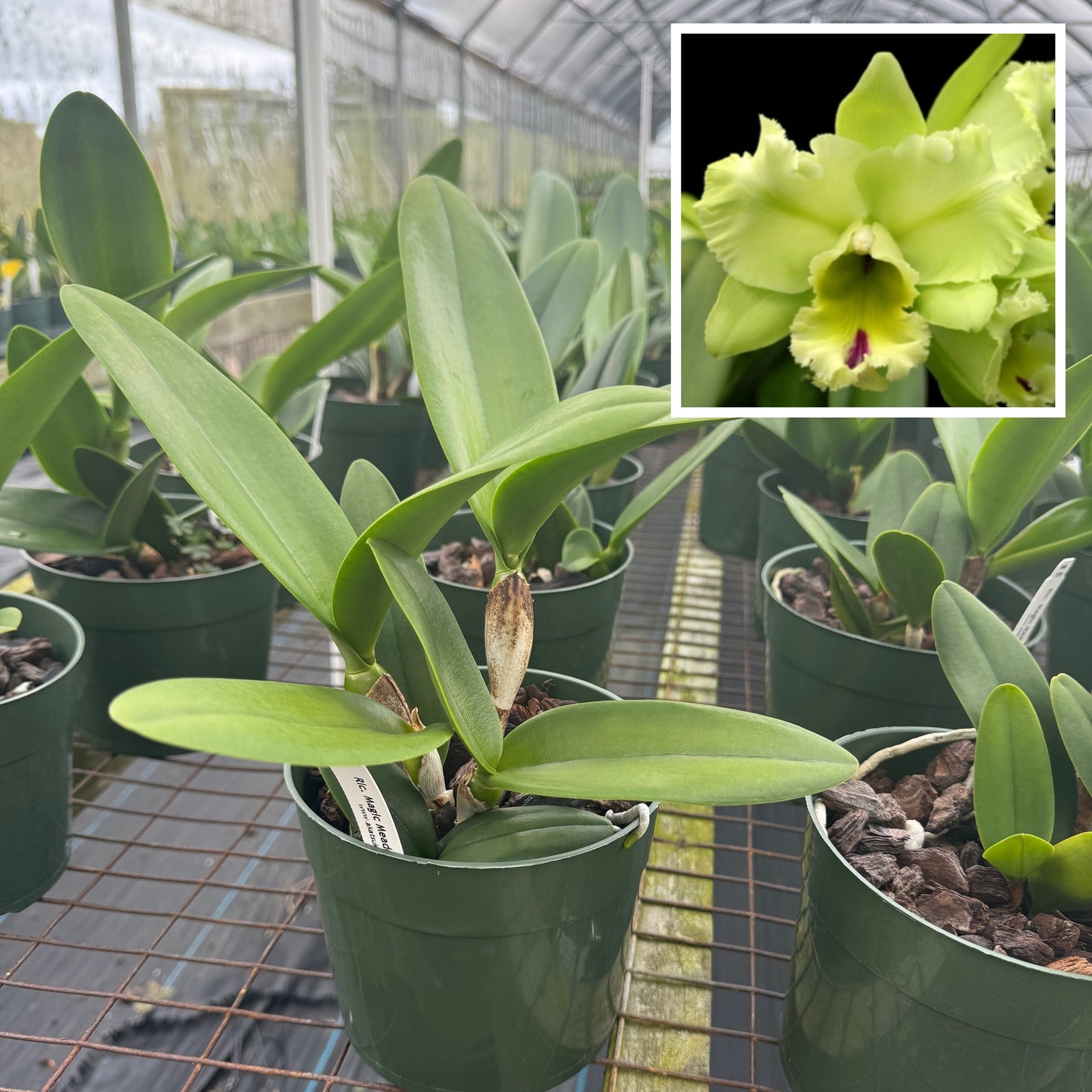 Rlc. Magic Meadow 'Napoleon' (5.5" Pot) -Not Blooming