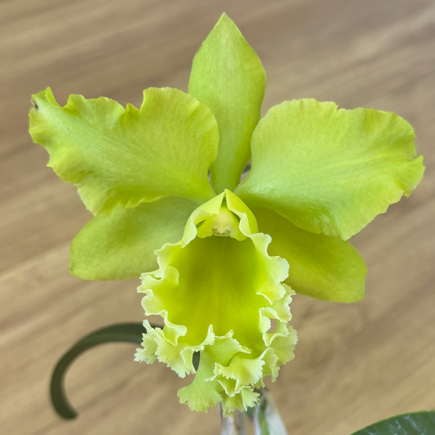 Rlc. Sung Ya Green 'Mailman' (5.5" Pot) - Not Blooming