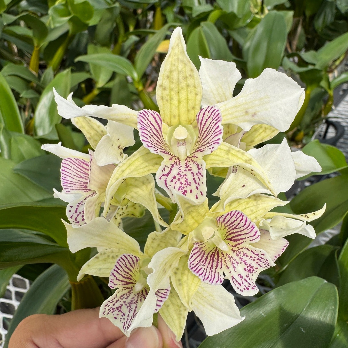 Den. Royal Chip 'Pinkie' x Den. polysema (5.5" Pot - Budded)