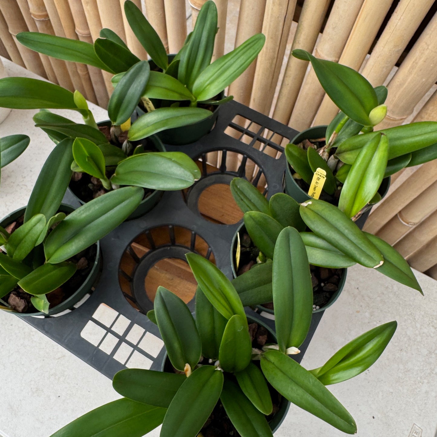 Rth. Air Dream 'Pretty Girl' (5.5" Pot) - Non-Blooming