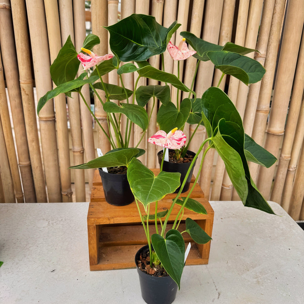 Shibori Anthurium Plant (4" Pot) (First Bloom)