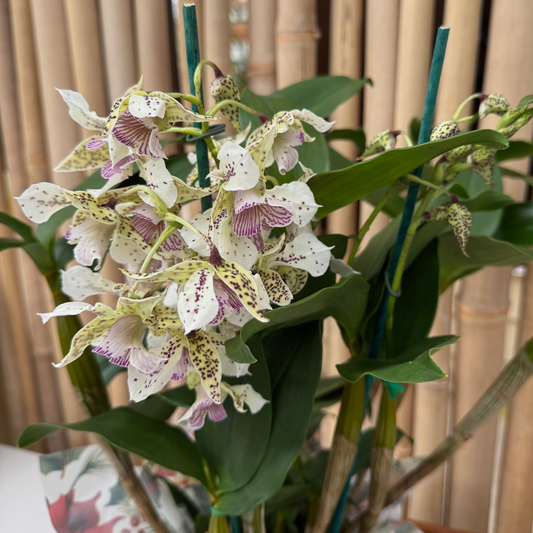 Jolly Jubilee Special