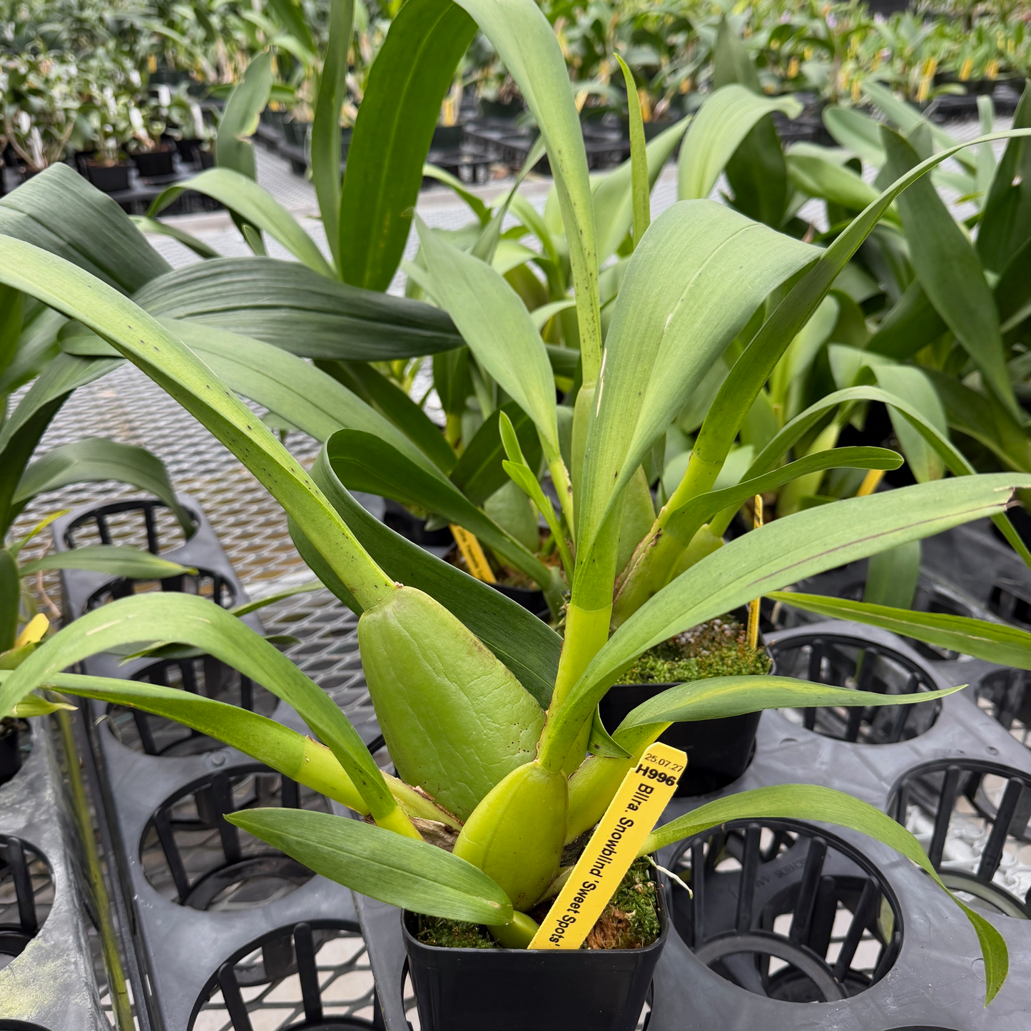 Bllra. Snowblind 'Sweet Spots' (4" Pot) - Not Blooming