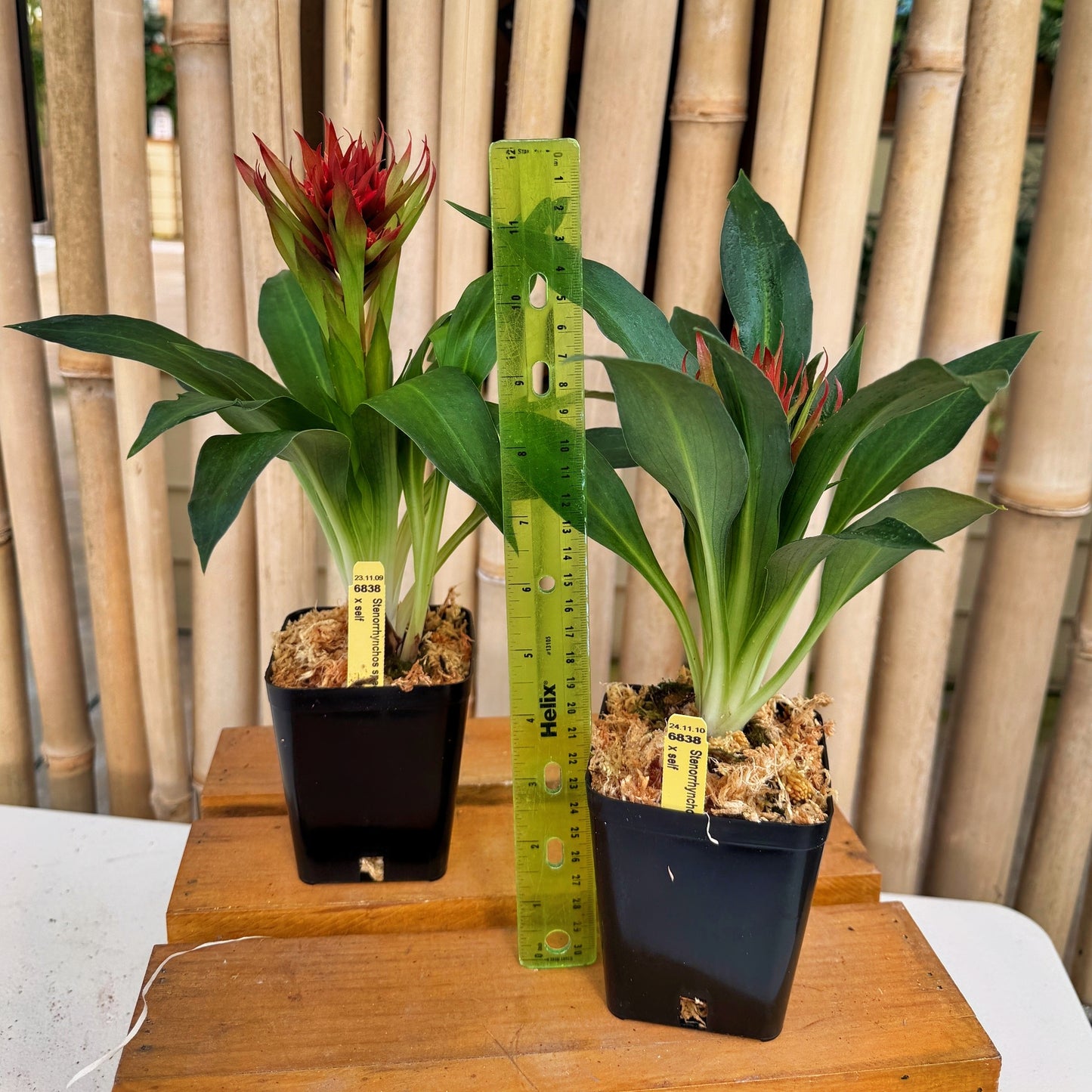 Stenorrhynchos speciosum x self - (4" Pot) -Buds
