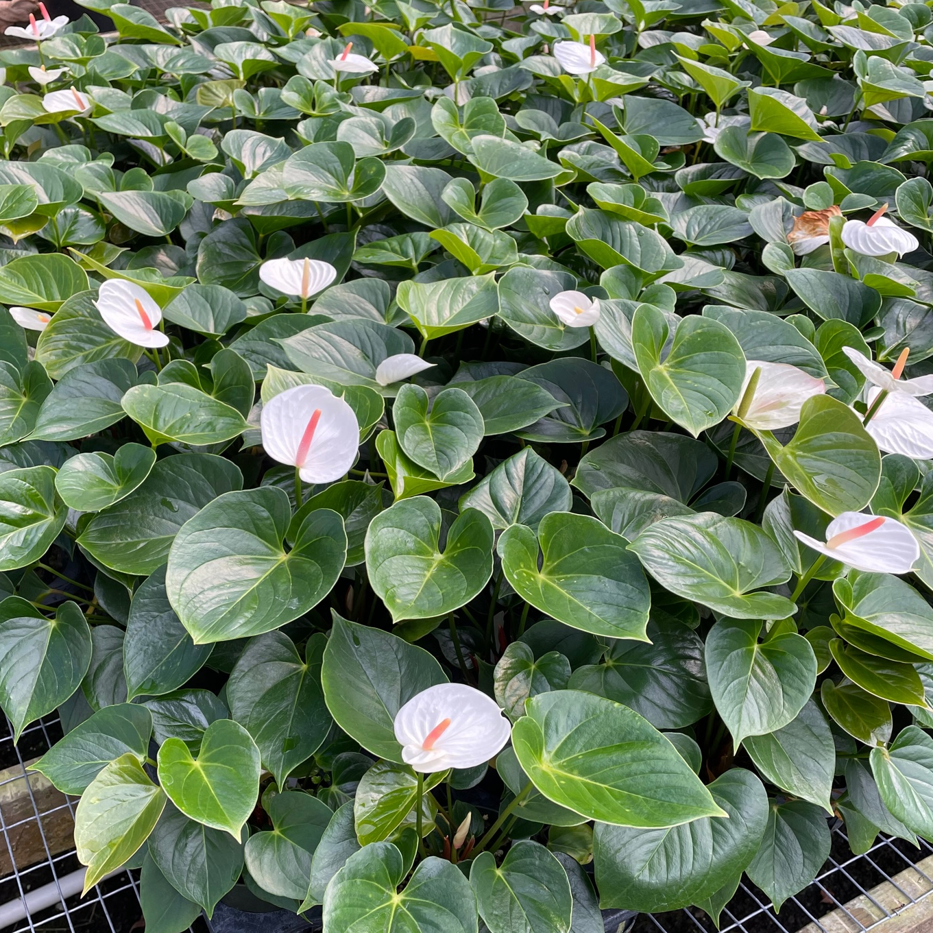 Anth. Success White (4" Pot)