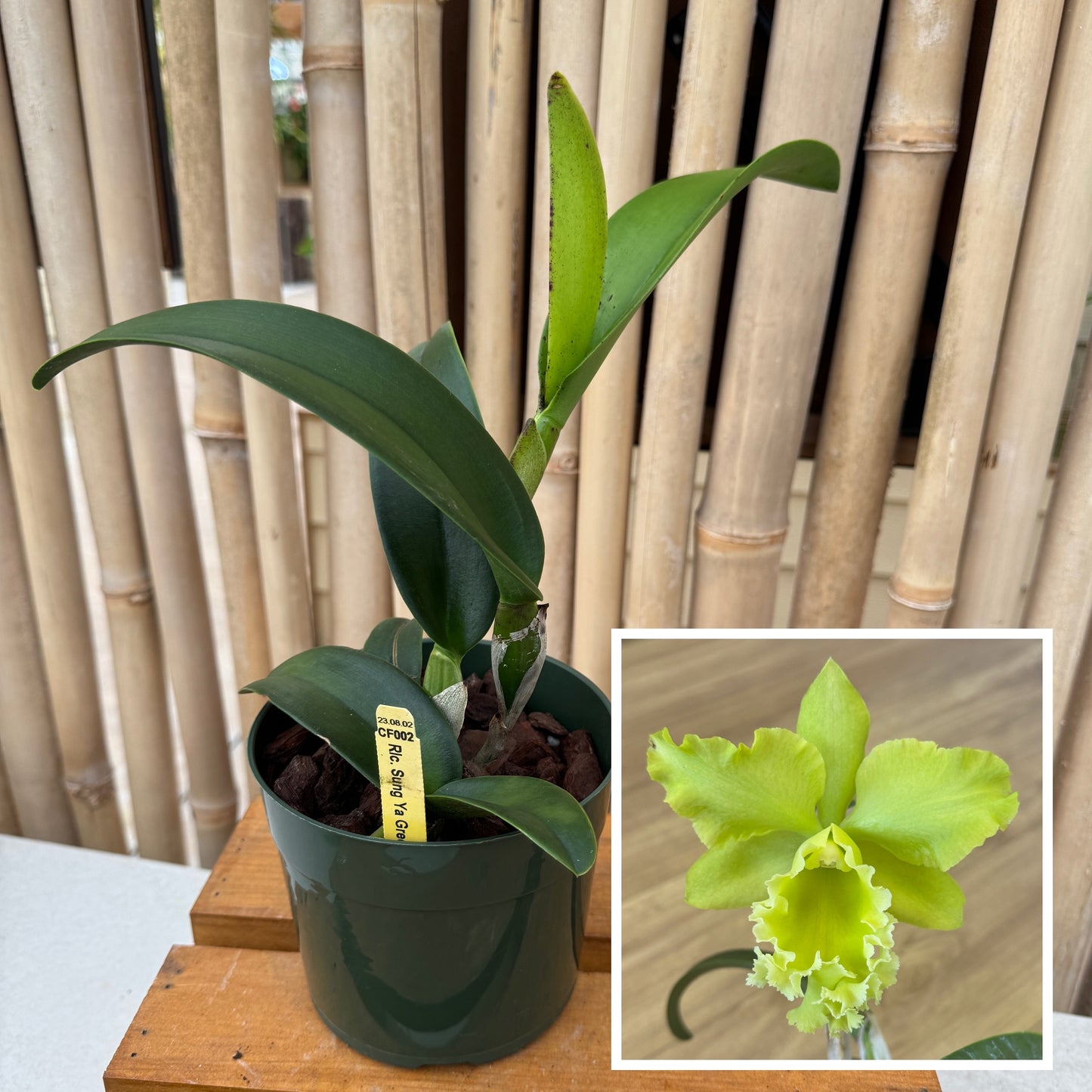 Rlc. Sung Ya Green 'Mailman' (5.5" Pot) - Not Blooming