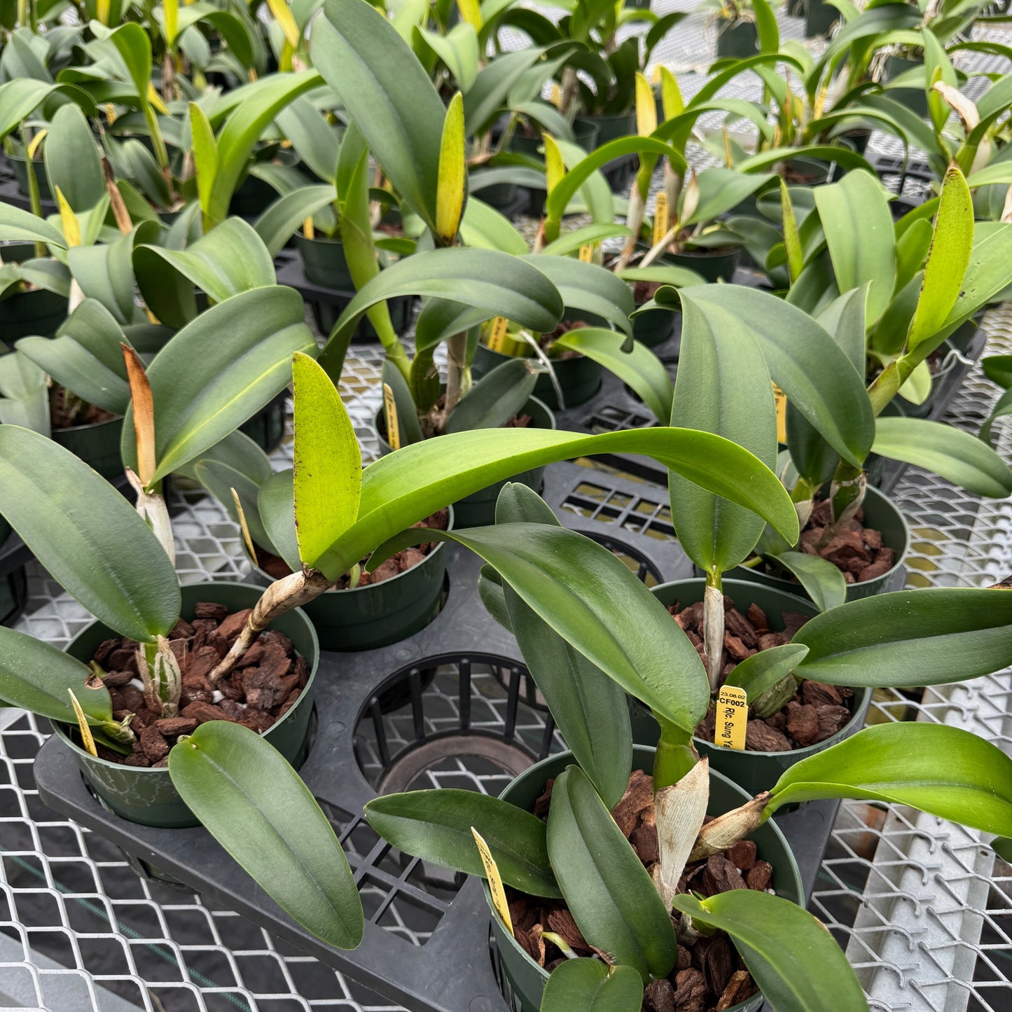 Rlc. Sung Ya Green 'Mailman' (5.5" Pot) - Not Blooming