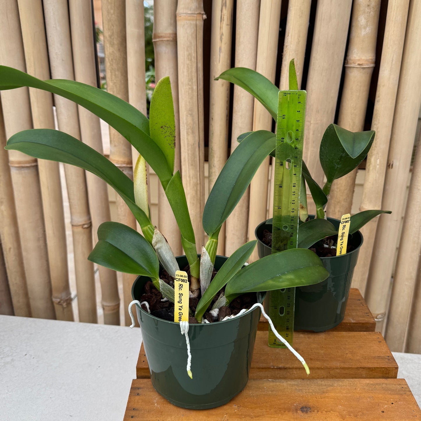 Rlc. Sung Ya Green 'Mailman' (5.5" Pot) - Not Blooming