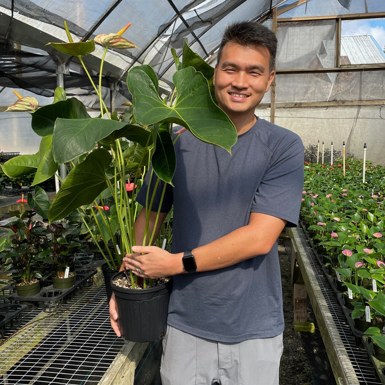 Shibori Anthurium Plant (1 Gallon Pot)