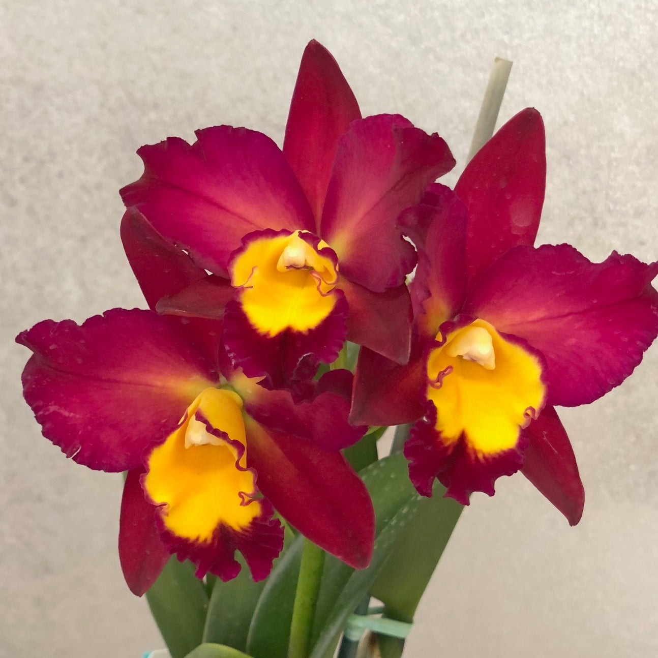 Rlc. Tropic Flame 'Volcano Queen' (5" Pot) - Not Blooming