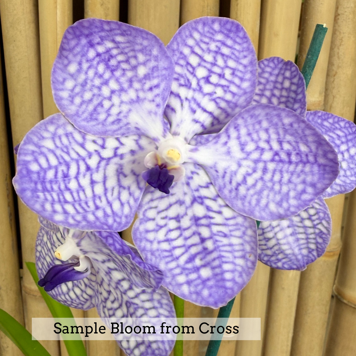 Vanda Kultana Red Delight x Vanda coerulea (4" Pot) - Not Blooming