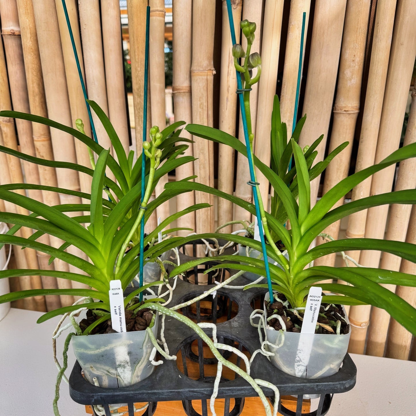 Vanda manuvadee x self (4" Pot ) - Buds