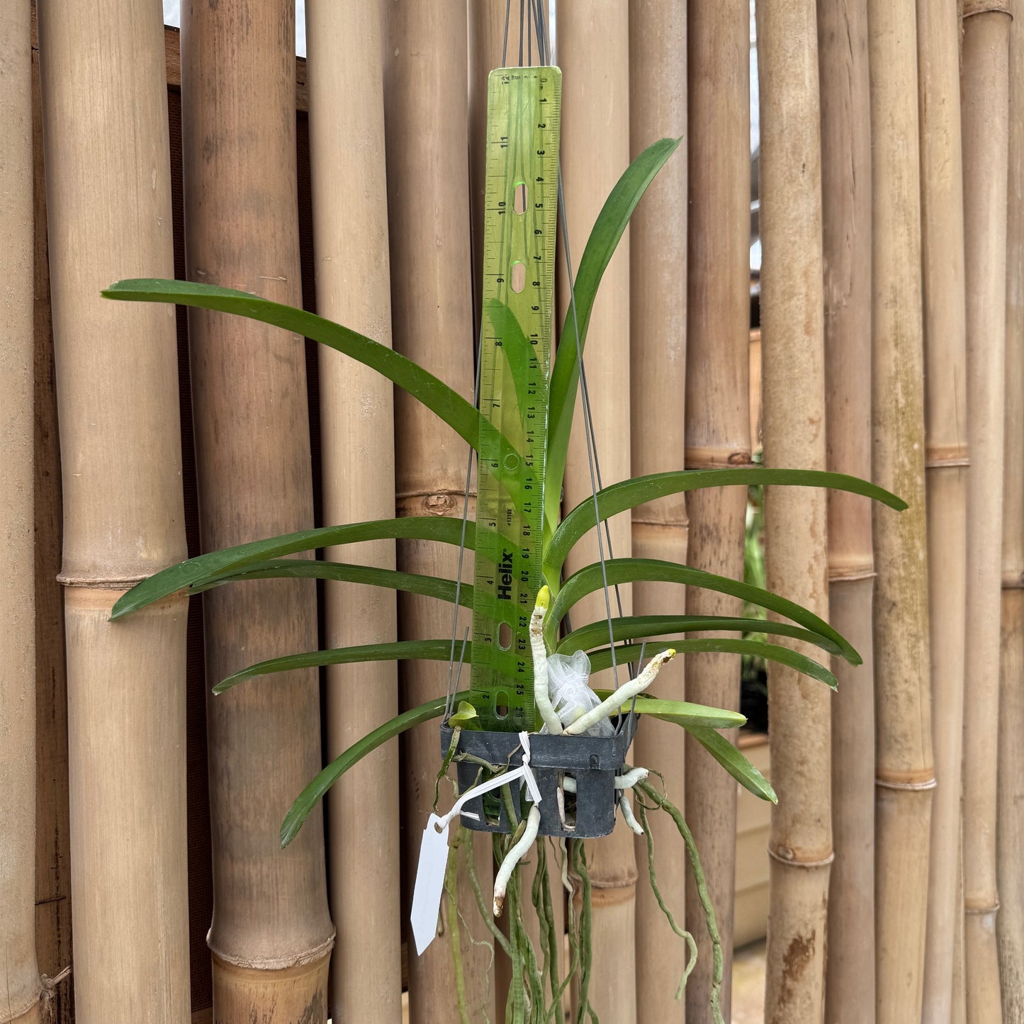 Vanda Luke Pathom Gold (Hanging Basket) - Not Blooming