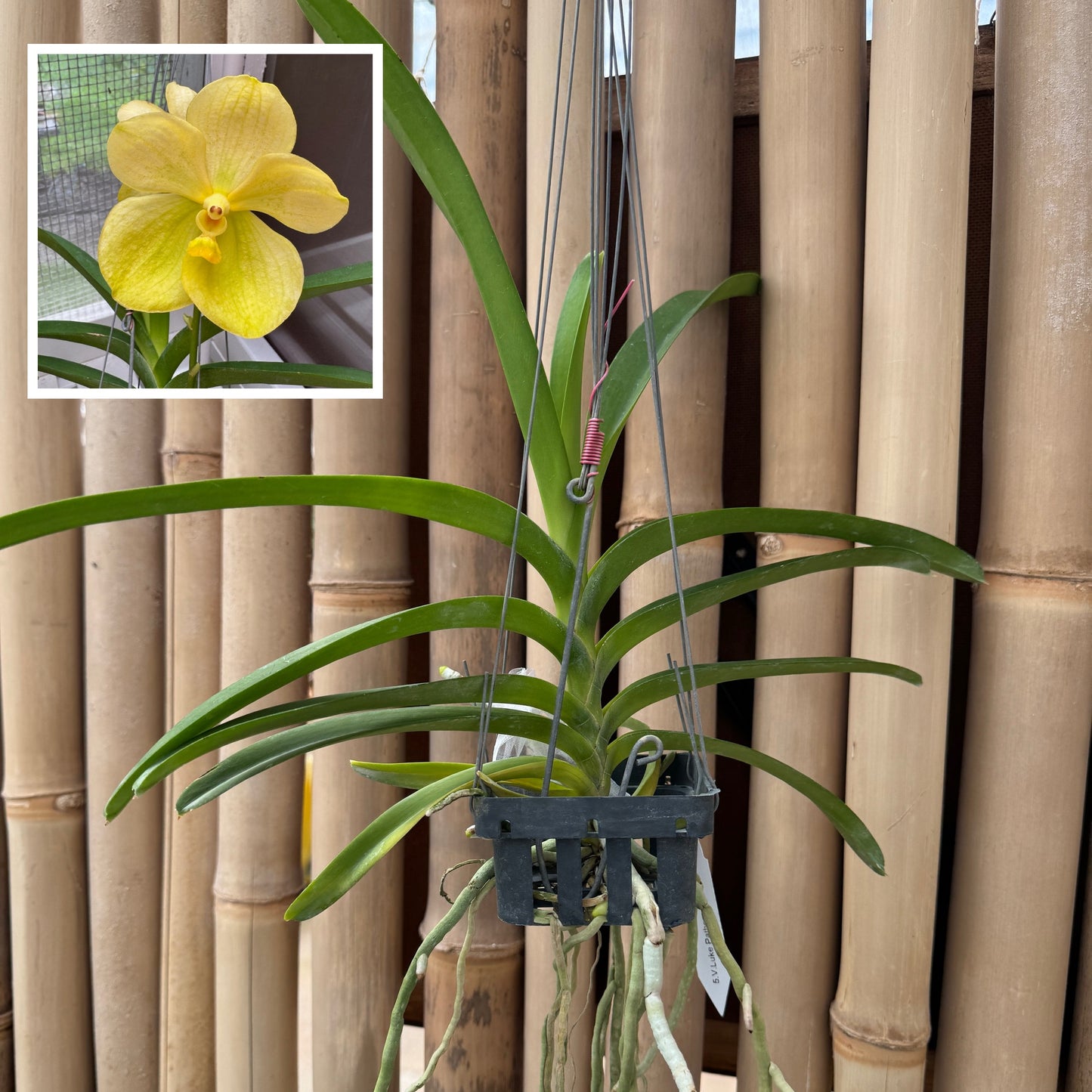 Vanda Luke Pathom Gold (Hanging Basket) - Not Blooming