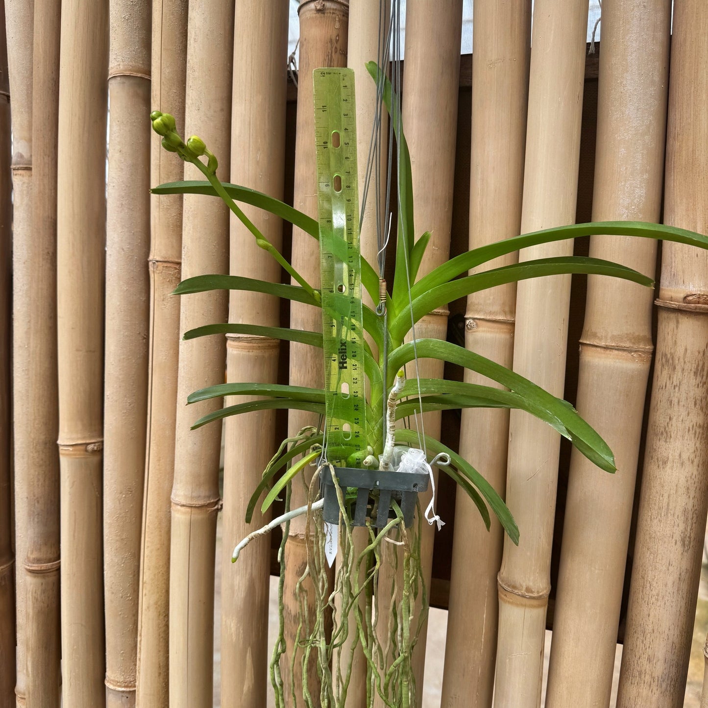 Vanda Luke Pathom Gold (Hanging Basket) - Buds