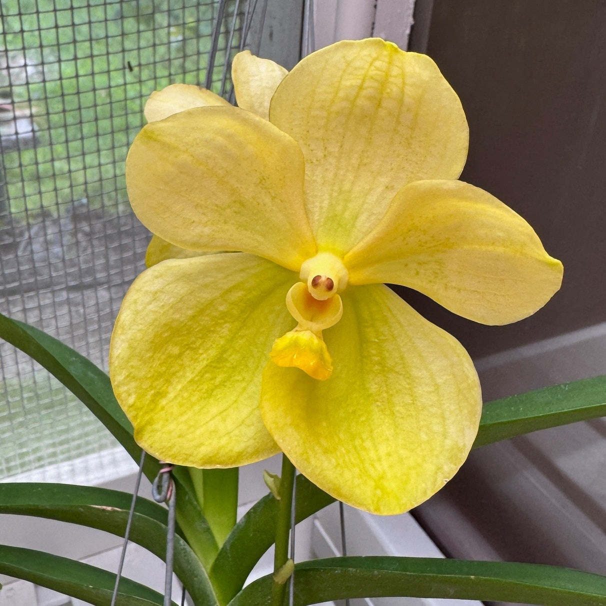 Vanda Luke Pathom Gold (Hanging Basket) - Not Blooming