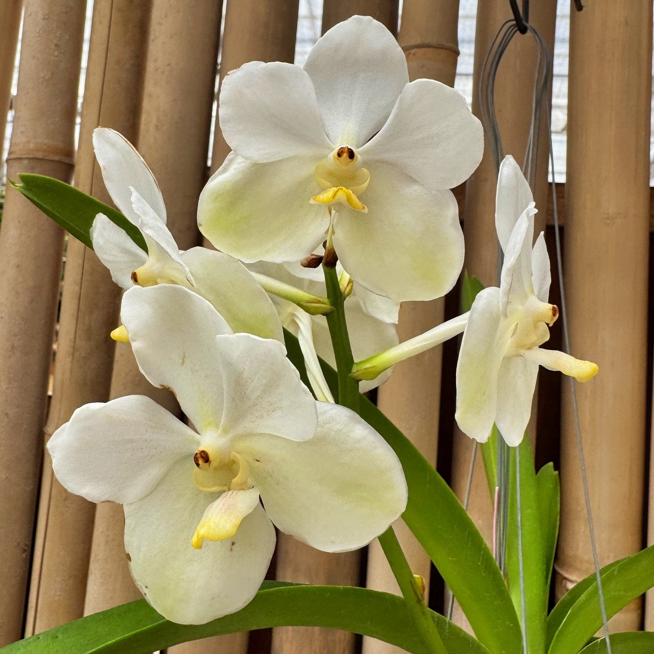 Vandachostylis Ploenpit White (Hanging Basket) - Not Blooming