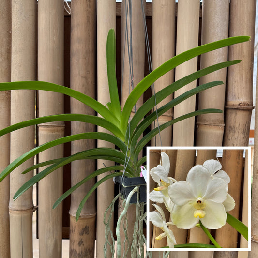 Vandachostylis Ploenpit White (Hanging Basket) - Not Blooming