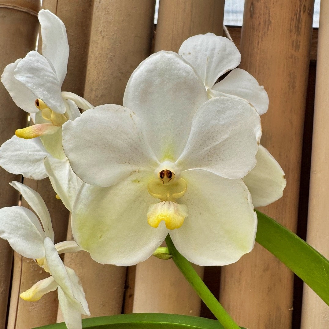 Vandachostylis Ploenpit White (Hanging Basket) - Not Blooming