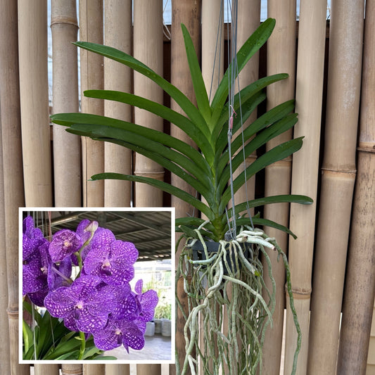 Vanda Somsri Blue Classic x Fahmui (Hanging Basket) - Not Blooming