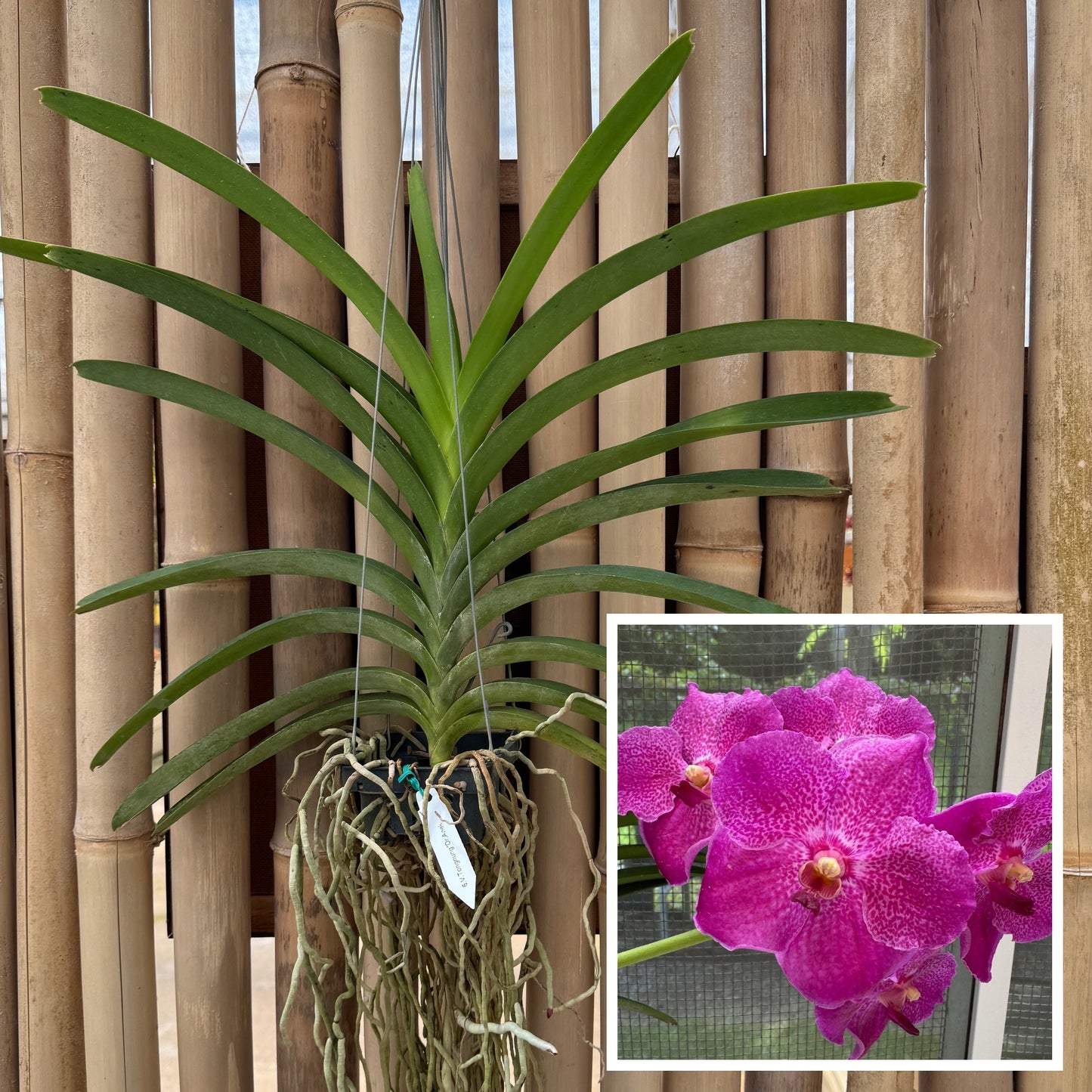 Vanda Tong Nung x Dr. Anek (Hanging Basket) - Not Blooming