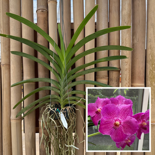 Vanda Tong Nung x Dr. Anek (Hanging Basket) - Not Blooming