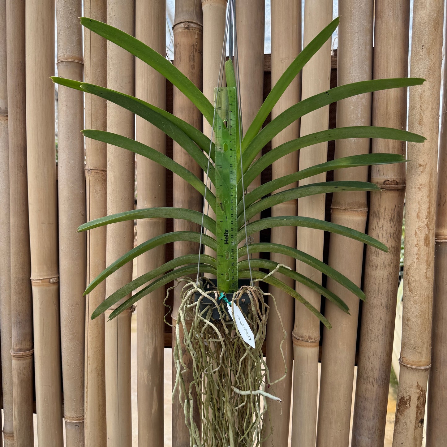Vanda Tong Nung x Dr. Anek (Hanging Basket) - Not Blooming