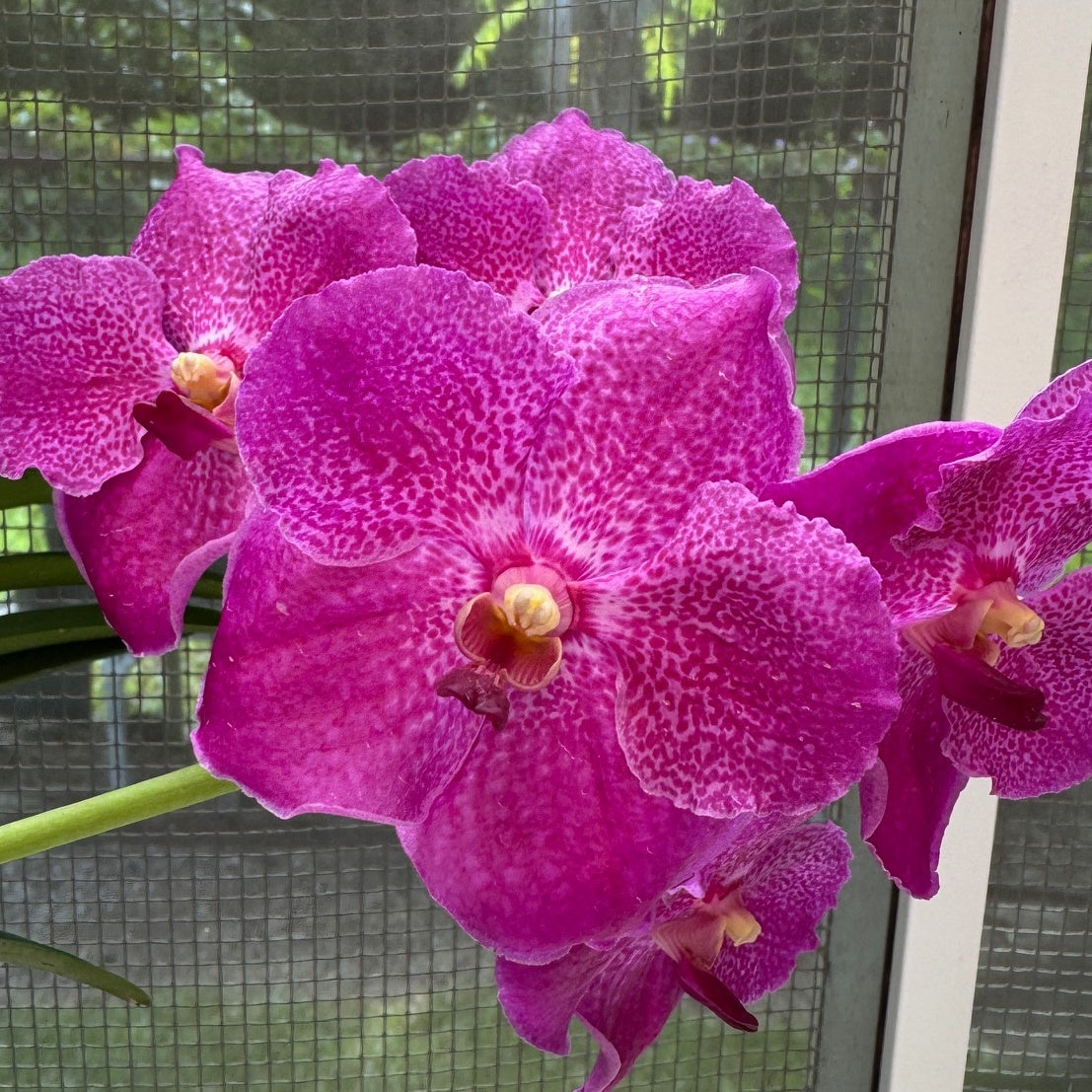 Vanda Tong Nung x Dr. Anek (Hanging Basket) - Not Blooming