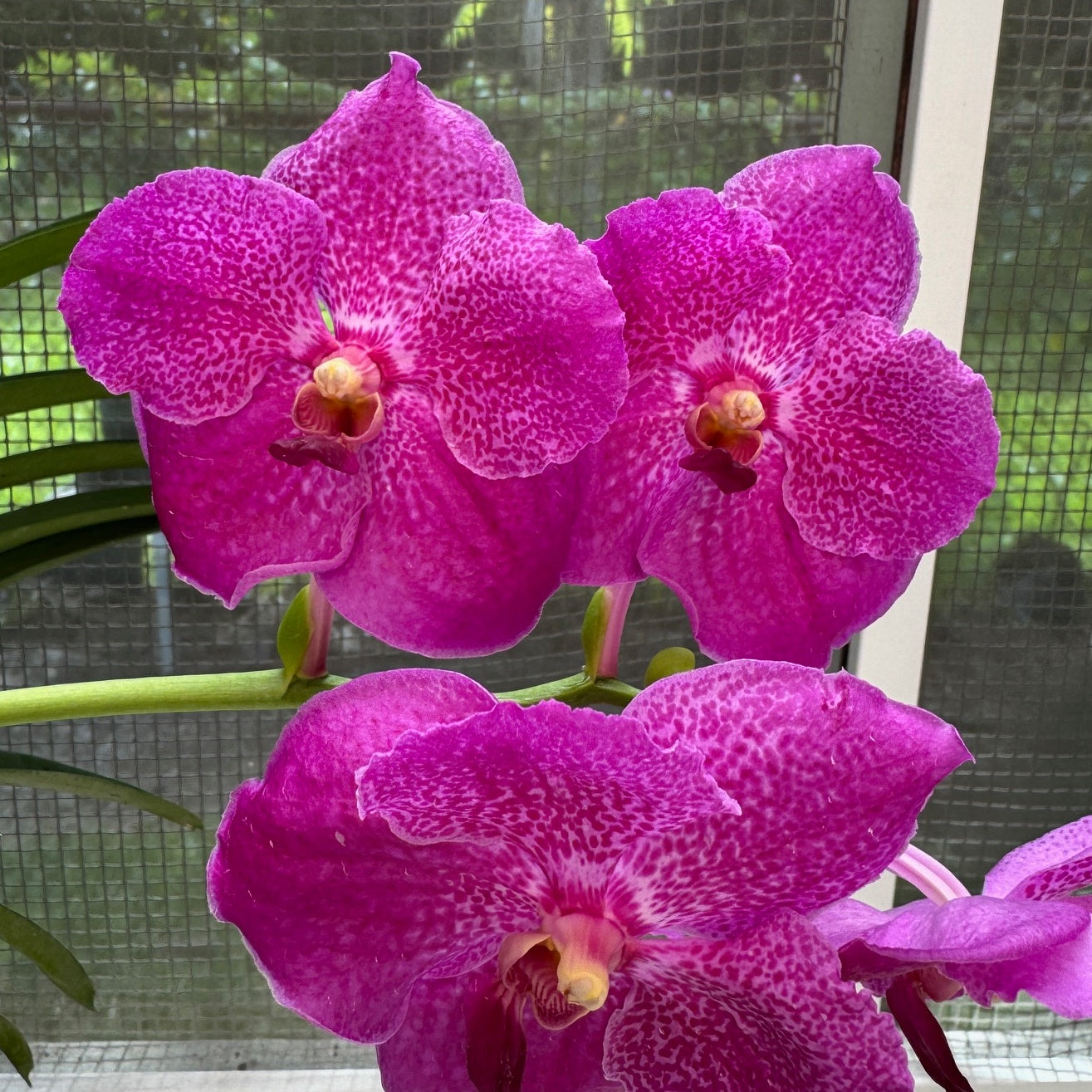 Vanda Tong Nung x Dr. Anek (Hanging Basket) - Not Blooming