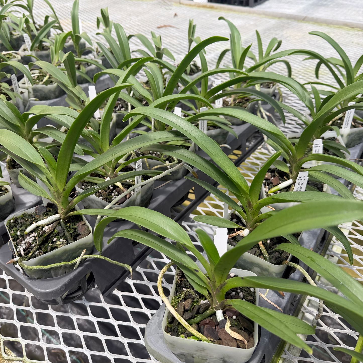 Vandachostylis Hsinying Starry (4" Pot) -Not Blooming
