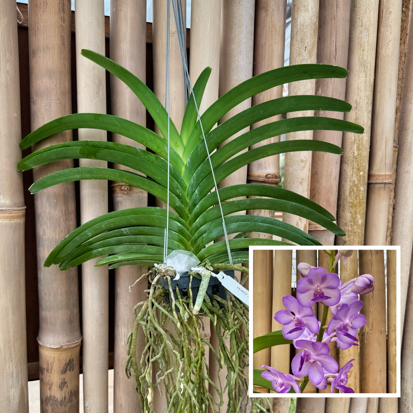 Vandachostylis Jularax Hybrid (Hanging Basket) - Not Blooming